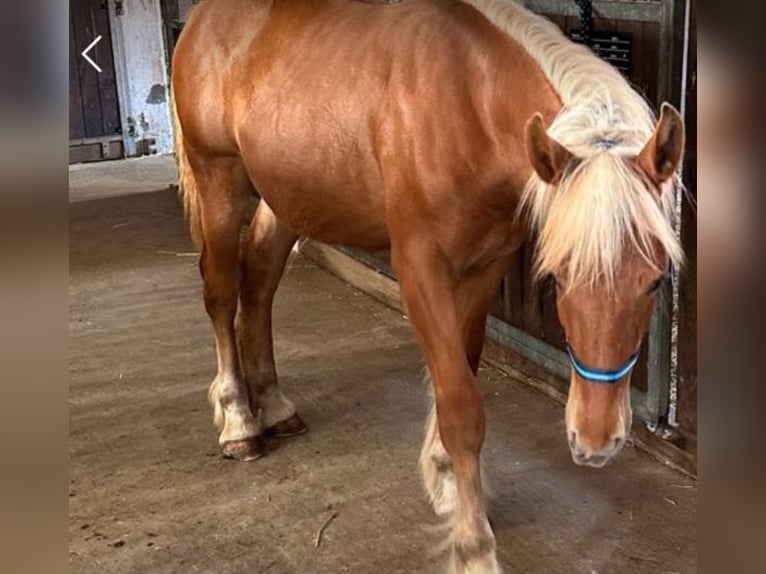 Other Heavy Horses Mare 3 years 15,2 hh Chestnut-Red in Hespe Levesen