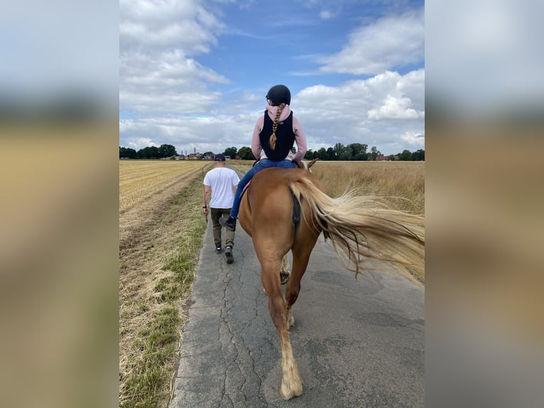 Other Heavy Horses Mare 3 years 15,2 hh Chestnut-Red in Hespe Levesen
