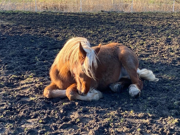 Other Heavy Horses Mare 3 years 15,2 hh Chestnut-Red in Hespe Levesen