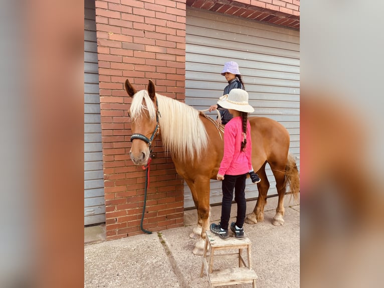 Other Heavy Horses Mare 3 years 15,2 hh Chestnut-Red in Hespe Levesen