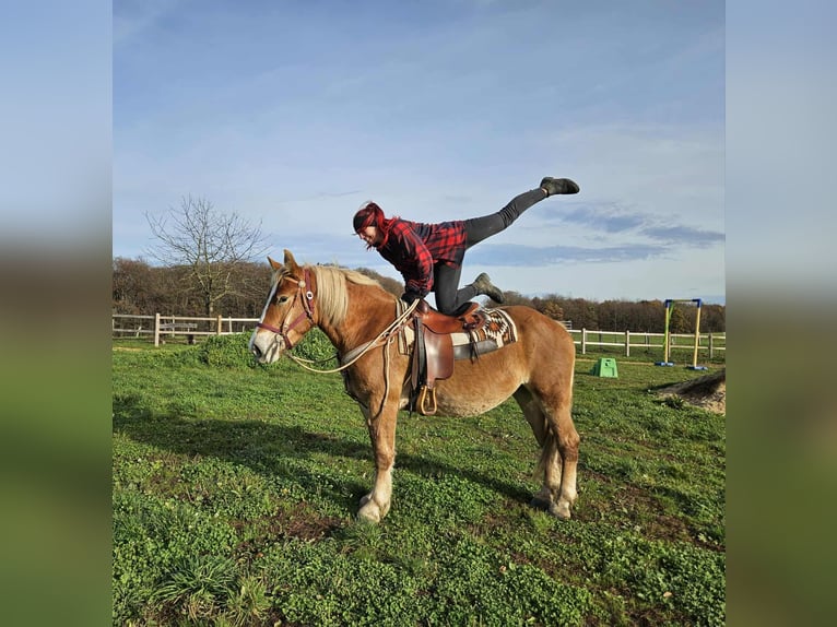 Other Heavy Horses Mare 3 years 15,2 hh Chestnut-Red in Linkenbach