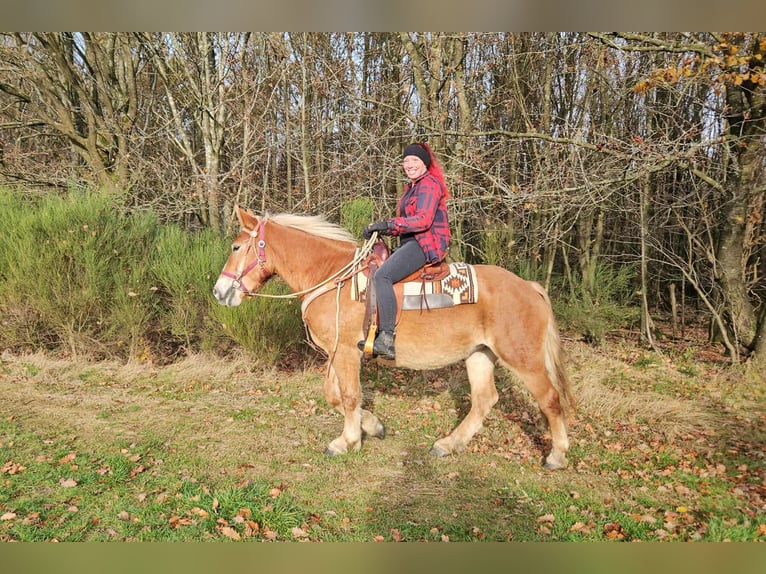 Other Heavy Horses Mare 3 years 15,2 hh Chestnut-Red in Linkenbach