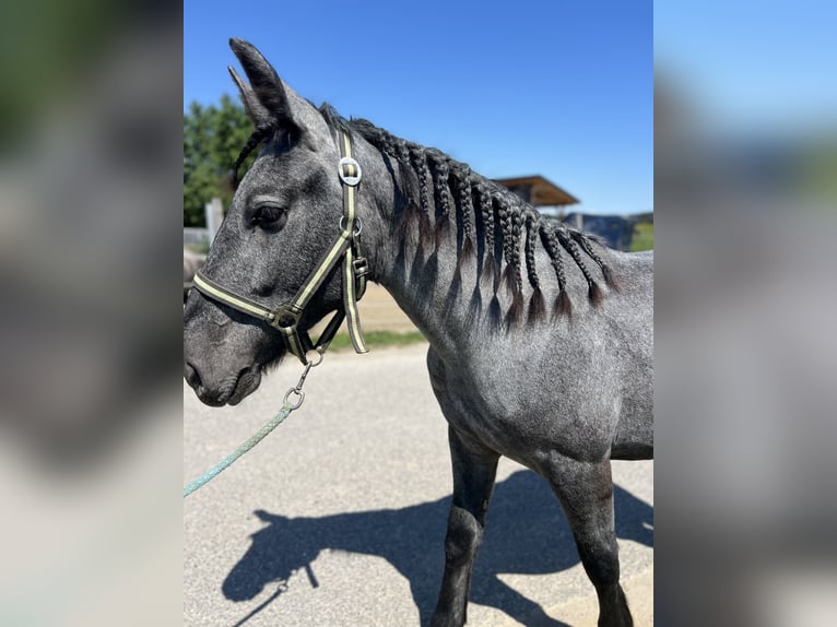 Other Heavy Horses Mare 4 years 14,2 hh Gray-Dapple in Uttendorf