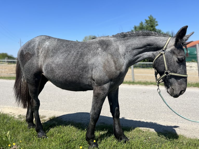 Other Heavy Horses Mare 4 years 14,2 hh Gray-Dapple in Uttendorf