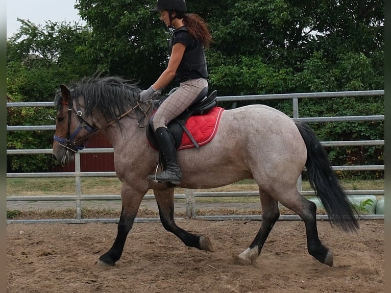 Other Heavy Horses Mix Mare 4 years 15.1 hh Brown Falb mold in Buttstädt
