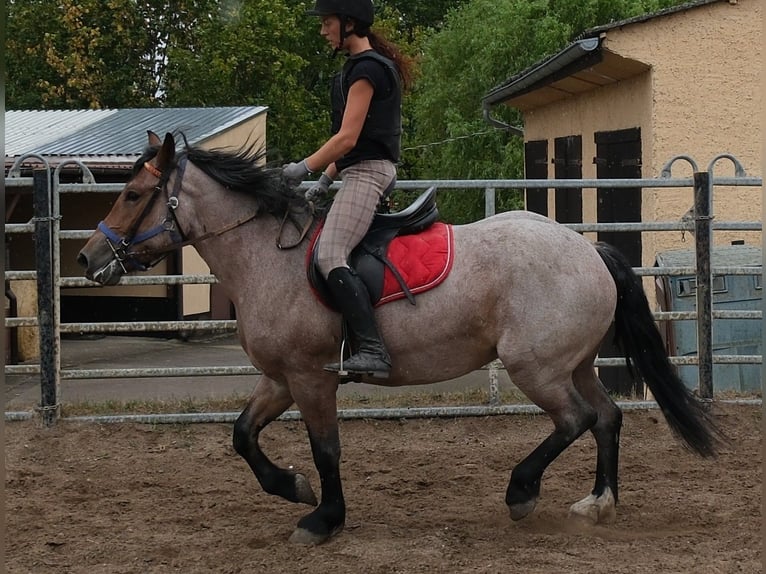 Other Heavy Horses Mix Mare 4 years 15.1 hh Brown Falb mold in Buttstädt