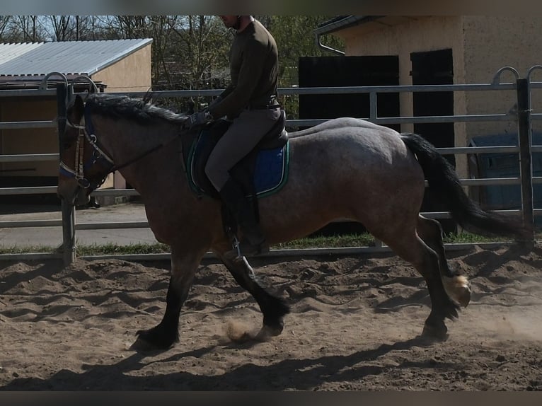 Other Heavy Horses Mare 4 years 15.1 hh Brown Falb mold in Buttstädt