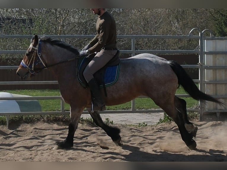 Other Heavy Horses Mare 4 years 15.1 hh Brown Falb mold in Buttstädt