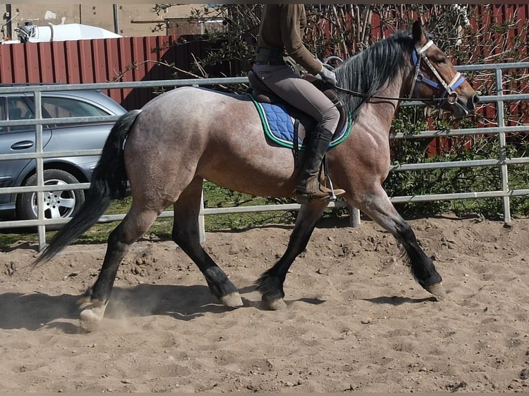 Other Heavy Horses Mare 4 years 15.1 hh Brown Falb mold in Buttstädt