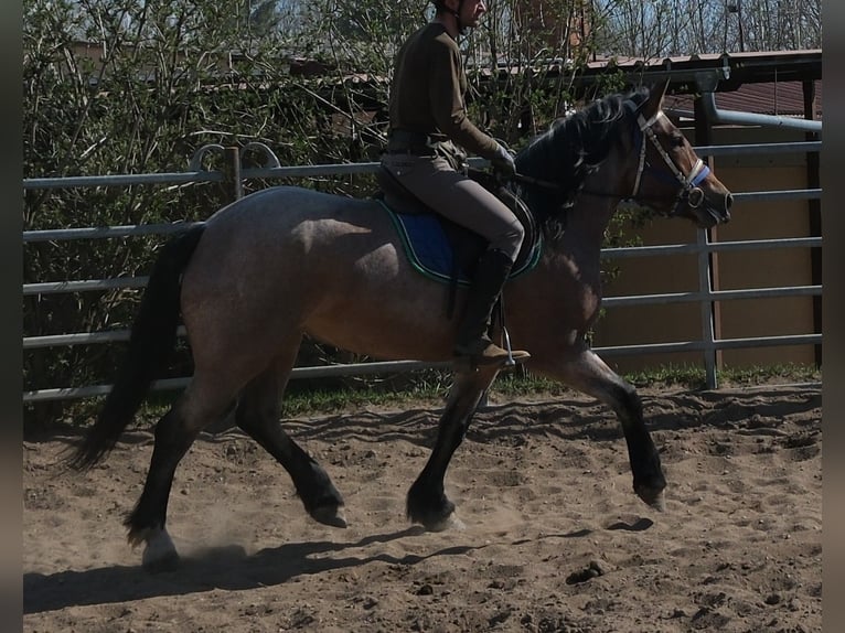 Other Heavy Horses Mare 4 years 15.1 hh Brown Falb mold in Buttstädt