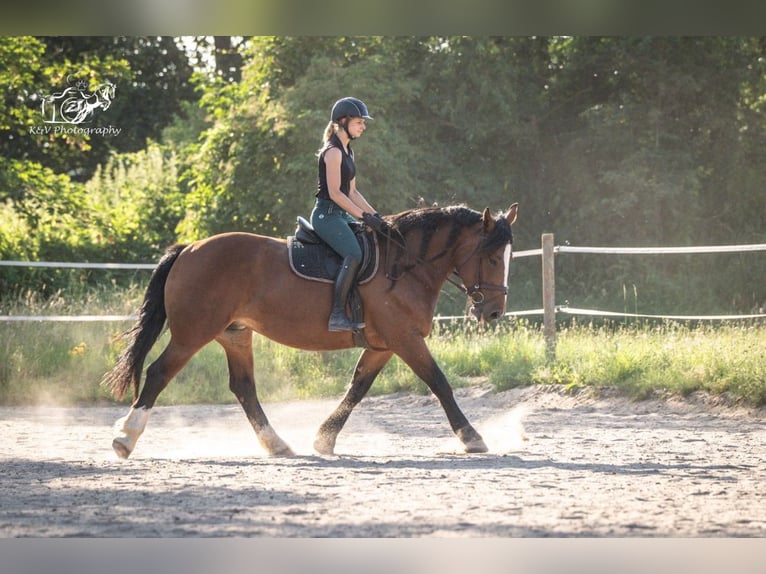 Other Heavy Horses Mix Mare 4 years 15,1 hh Brown in Herzberg am Harz