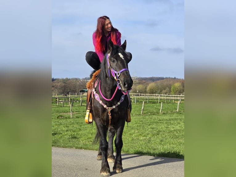 Other Heavy Horses Mix Mare 4 years 15 hh Black in Linkenbach