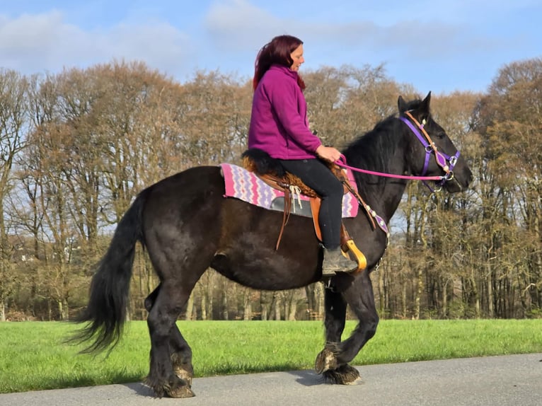 Other Heavy Horses Mix Mare 4 years 15 hh Black in Linkenbach