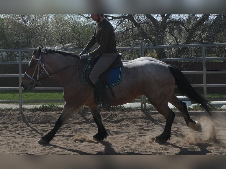 Other Heavy Horses Mare 4 years 15,1 hh Brown Falb mold in Buttstädt