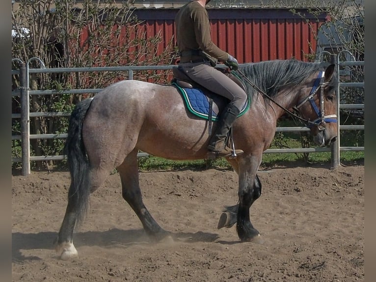 Other Heavy Horses Mare 4 years 15,1 hh Brown Falb mold in Buttstädt