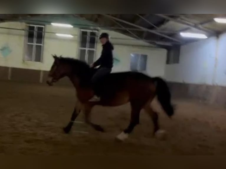 Other Heavy Horses Mare 4 years 16 hh Bay-Dark in Braunschweig