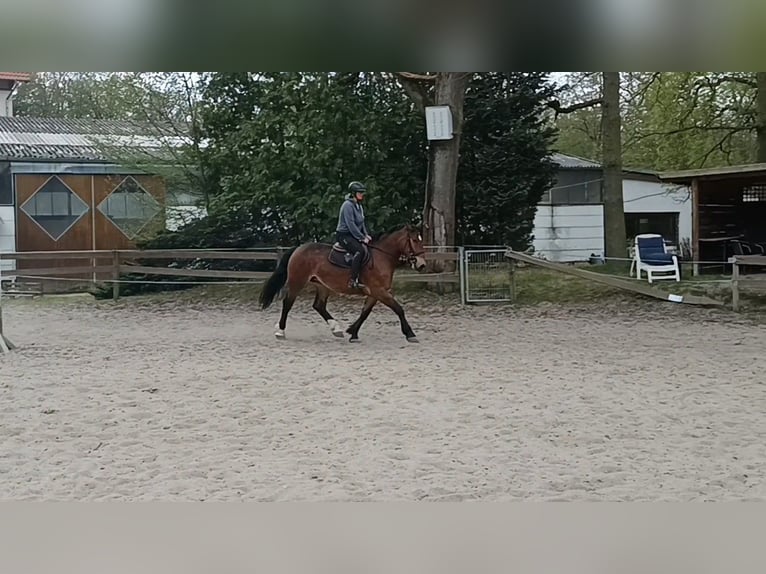 Other Heavy Horses Mare 4 years 16 hh Bay-Dark in Braunschweig