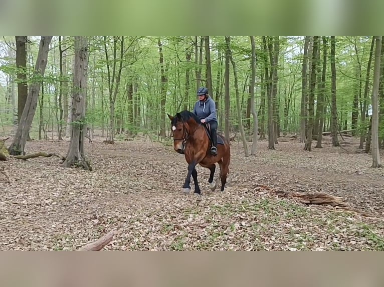 Other Heavy Horses Mare 4 years 16 hh Bay-Dark in Braunschweig