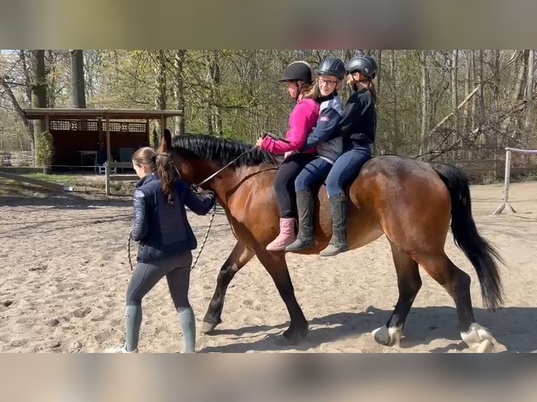 Other Heavy Horses Mare 4 years 16 hh Bay-Dark in Braunschweig