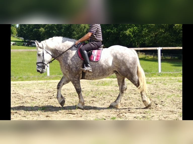 Other Heavy Horses Mare 4 years 16 hh Grey-Dapple in Kamenz