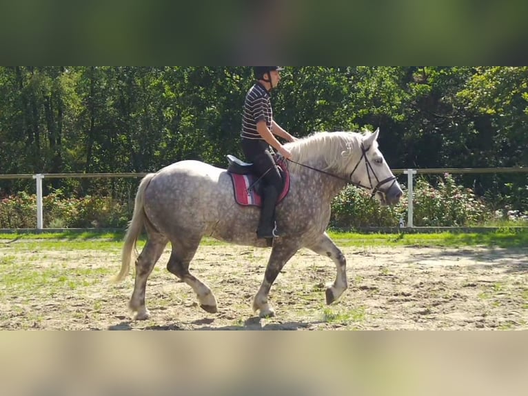Other Heavy Horses Mare 4 years 16 hh Grey-Dapple in Kamenz