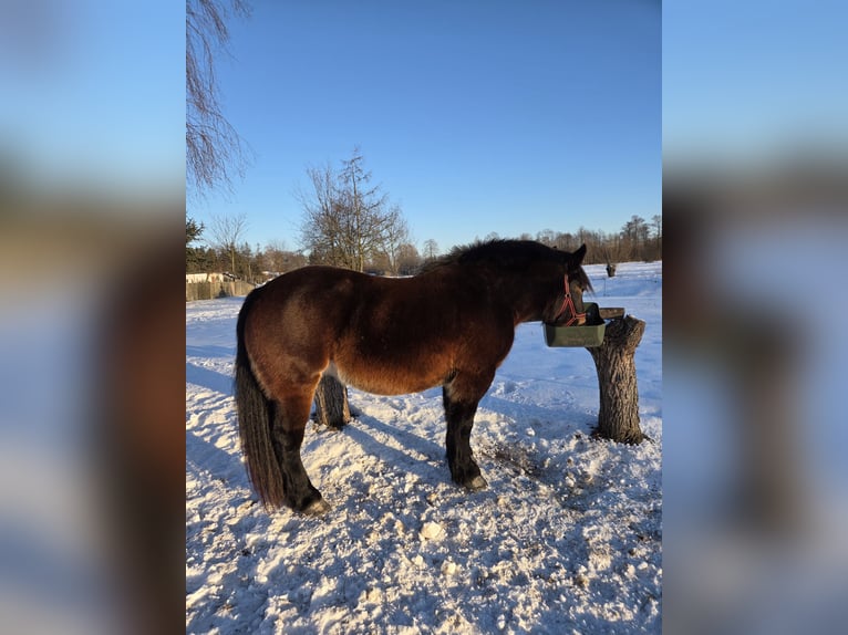 Other Heavy Horses Mare 4 years Bay-Dark in Majdan