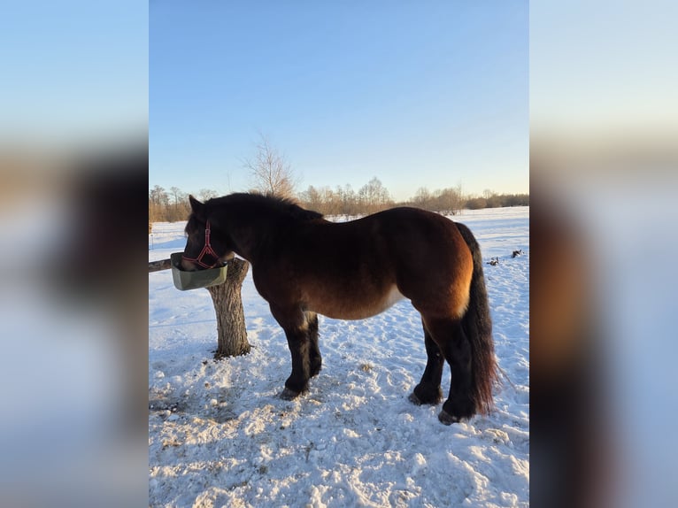 Other Heavy Horses Mare 4 years Bay-Dark in Majdan