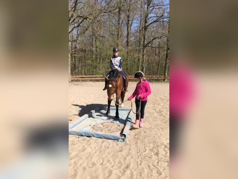 Other Heavy Horses Mare 4 years Bay-Dark in Braunschweig