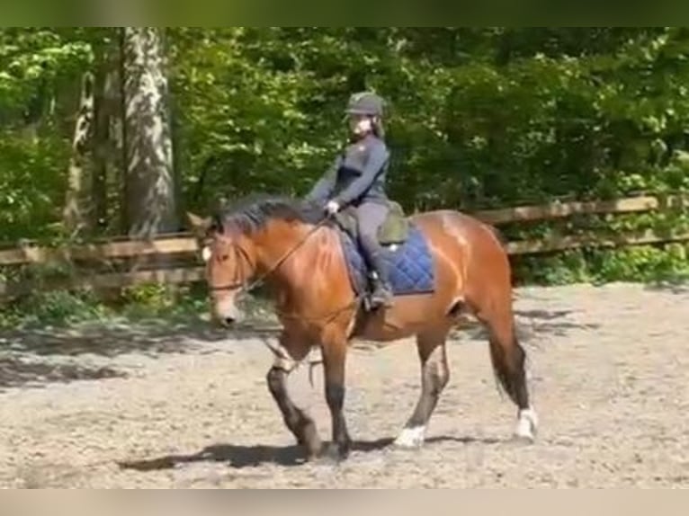 Other Heavy Horses Mare 4 years Bay-Dark in Braunschweig