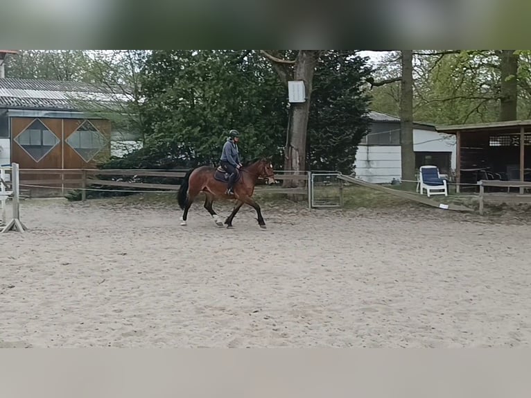 Other Heavy Horses Mare 4 years Bay-Dark in Braunschweig