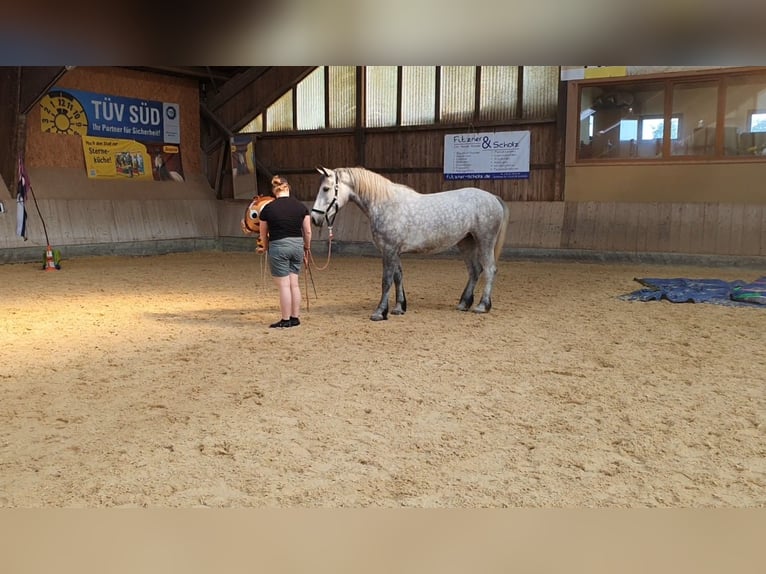 Other Heavy Horses Mare 5 years 15,1 hh Gray in Wassertrüdingen