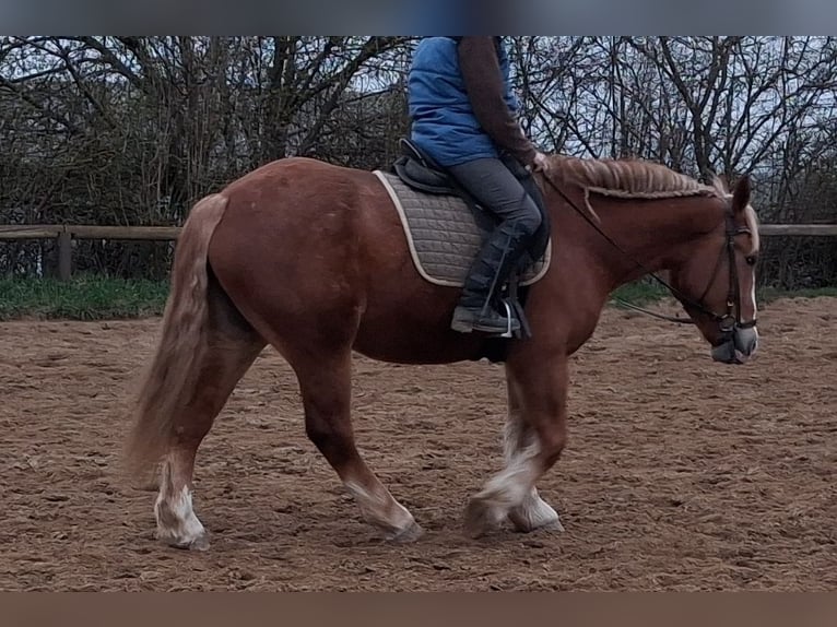 Other Heavy Horses Mare 5 years 15.2 hh Chestnut-Red in Camburg