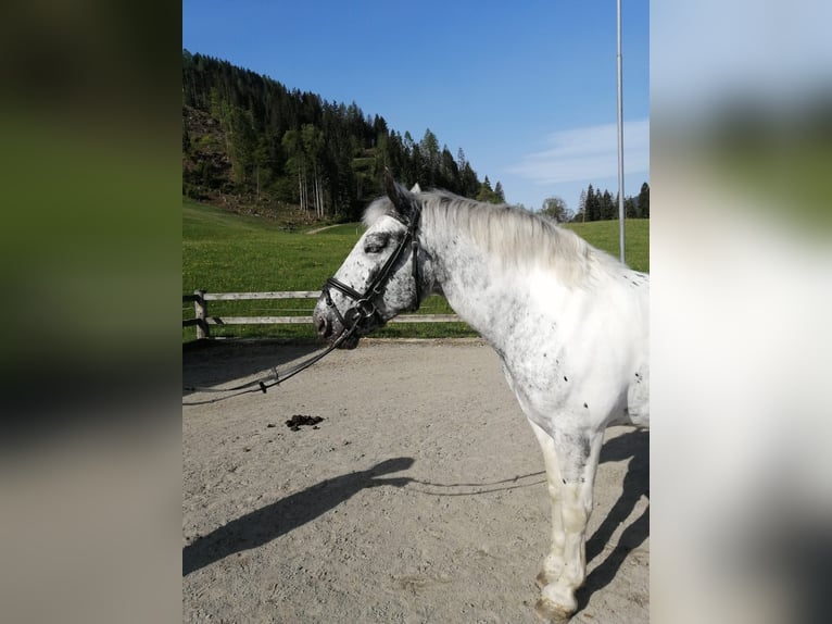 Other Heavy Horses Mare 5 years 15,2 hh Leopard-Piebald in St. Johann im Pongau