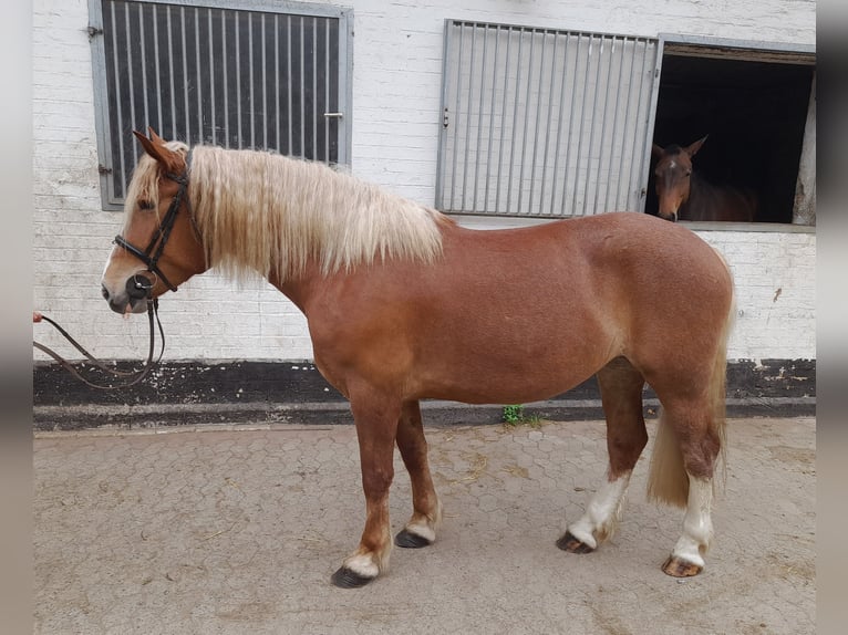 Other Heavy Horses Mare 5 years 15,3 hh Chestnut-Red in Braunschweig