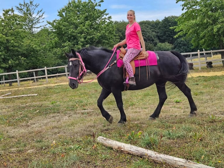 Other Heavy Horses Mare 5 years 16.1 hh Black in Linkenbach
