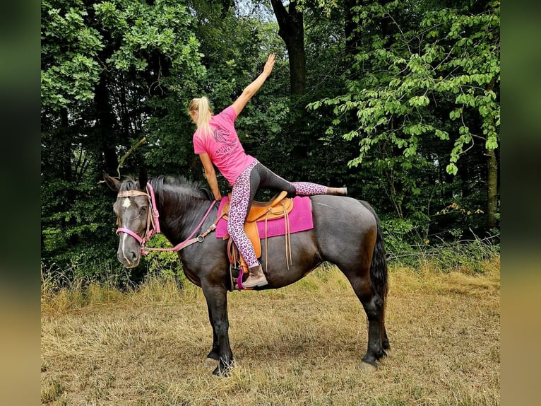 Other Heavy Horses Mare 5 years 16.1 hh Black in Linkenbach