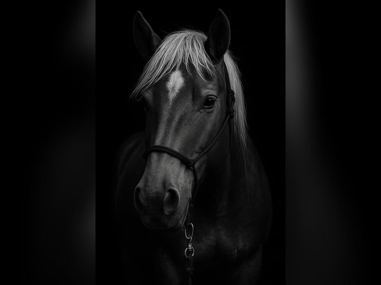 Other Heavy Horses Mare 5 years Chestnut-Red in Ulicoten