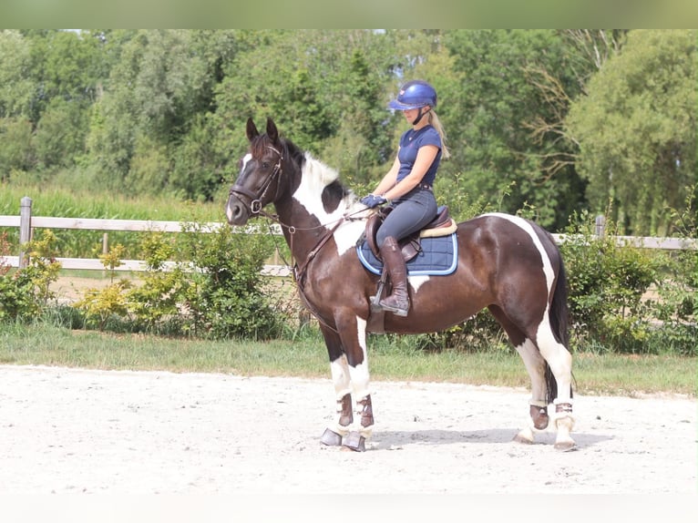 Other Heavy Horses Mare 6 years 14.2 hh Pinto in Pepingen