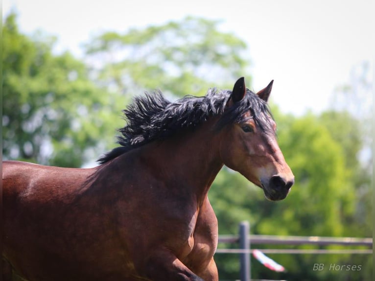 Other Heavy Horses Mare 6 years 14,2 hh Brown in Mez&#x151;hegyes