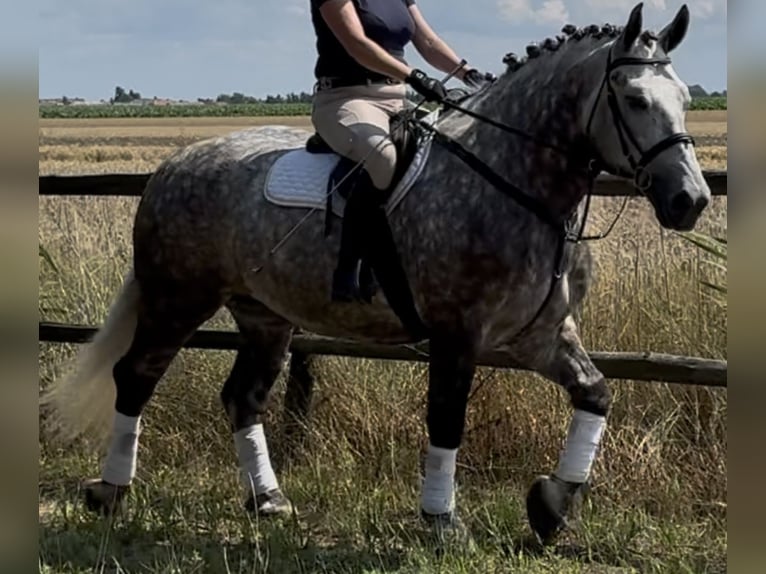 Other Heavy Horses Mare 6 years 15,2 hh Gray-Dapple in Westerstede