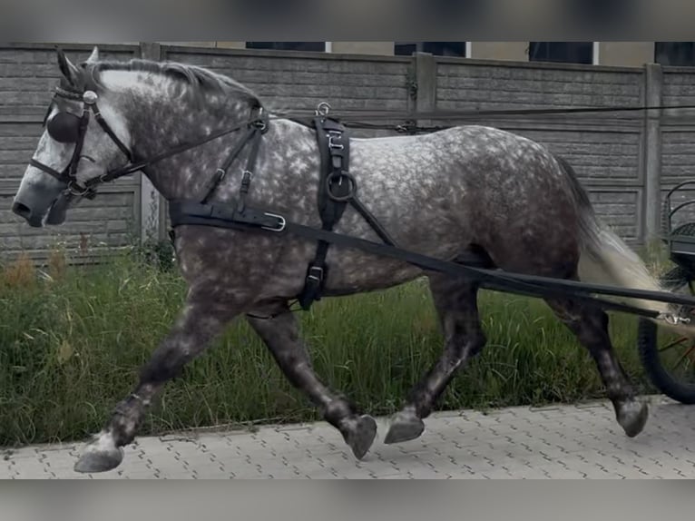 Other Heavy Horses Mare 6 years 15,2 hh Gray-Dapple in Westerstede