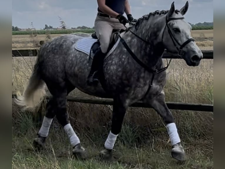 Other Heavy Horses Mare 6 years 15,2 hh Gray-Dapple in Westerstede