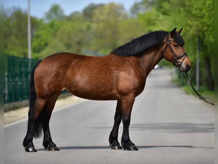 Other Heavy Horses Mare 6 years 15,3 hh Brown in Grieselstein