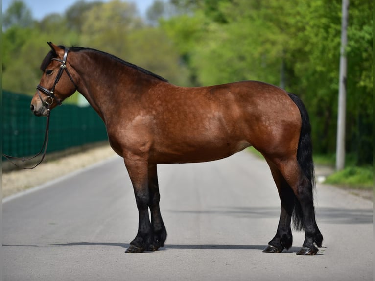 Other Heavy Horses Mare 6 years 15,3 hh Brown in Grieselstein