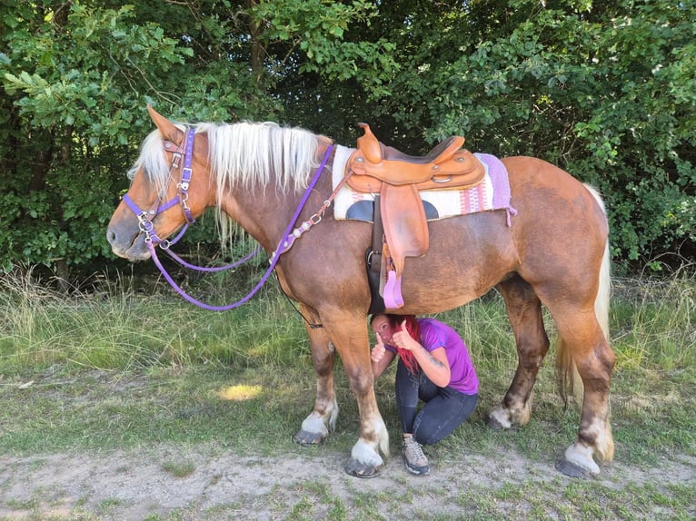 Other Heavy Horses Mare 6 years 16 hh Chestnut in Linkenbach