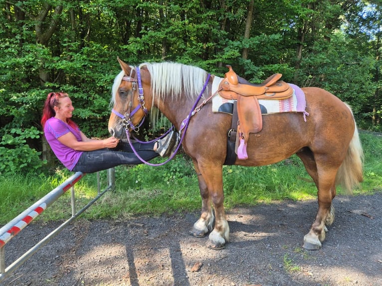 Other Heavy Horses Mare 6 years 16 hh Chestnut in Linkenbach
