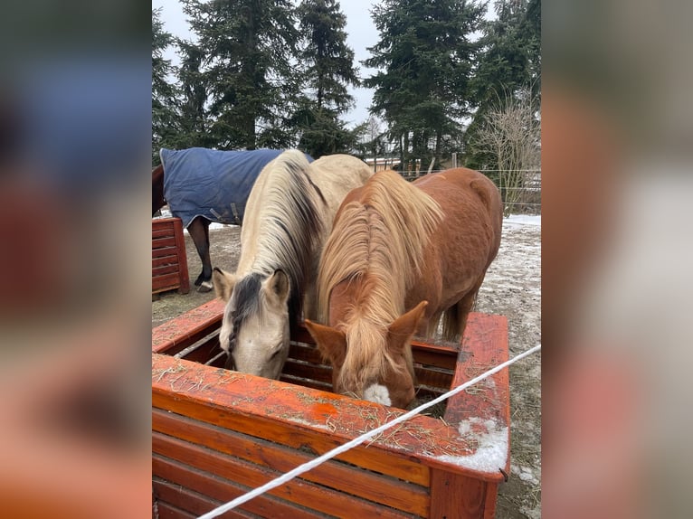 Other Heavy Horses Mare 7 years 14,2 hh Chestnut-Red in Treuenbrietzen