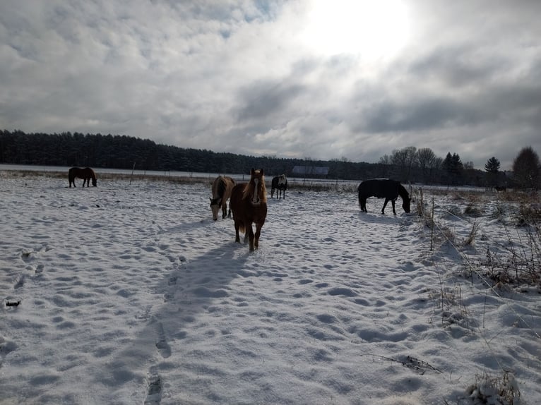 Other Heavy Horses Mare 7 years 14,2 hh Chestnut-Red in Treuenbrietzen