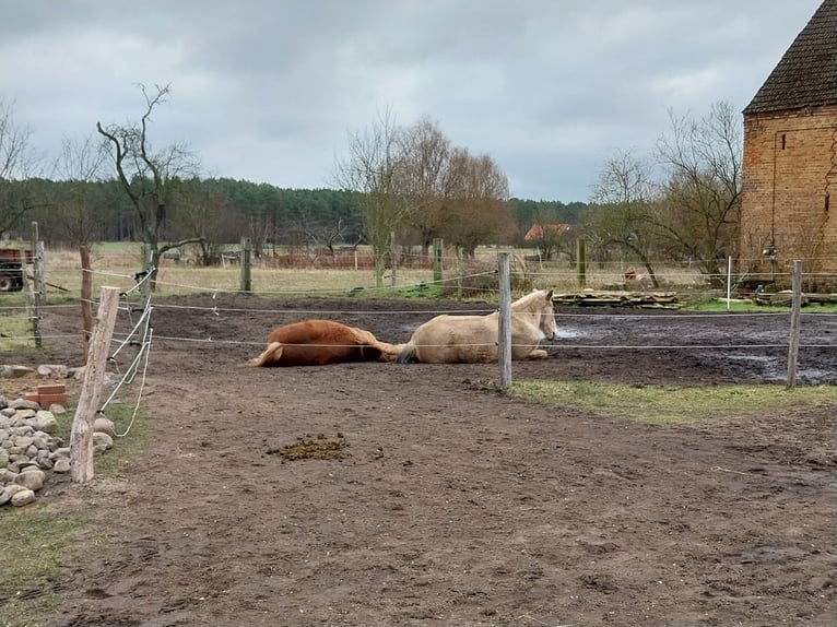 Other Heavy Horses Mare 7 years 14,2 hh Chestnut-Red in Treuenbrietzen