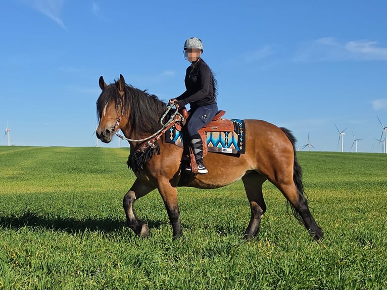 Other Heavy Horses Mare 7 years 15 hh Brown in Linkenbach